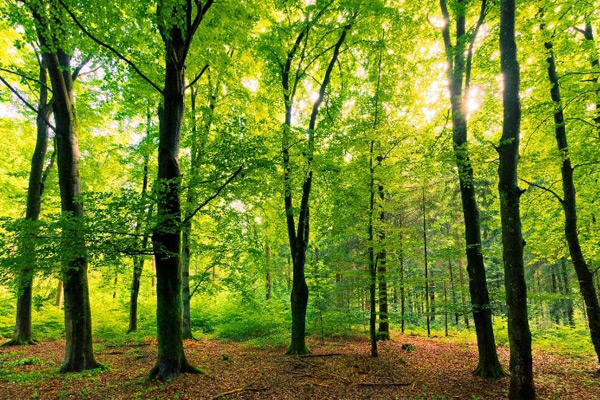 Du bois de hêtre pour les bûches